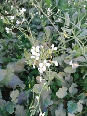 Brassiceae