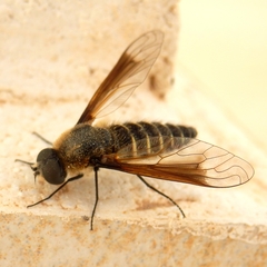 Lomatia tysiphone