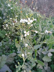 Brassiceae