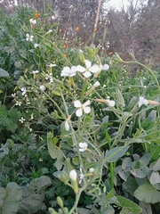 Brassiceae