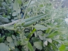 Brassiceae