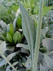Brassiceae