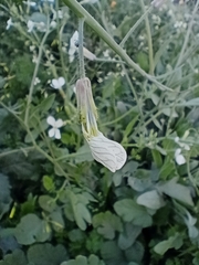 Brassiceae
