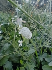 Brassiceae