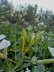 Brassiceae