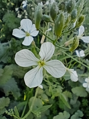 Brassiceae