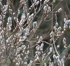 Salix