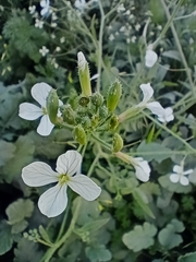 Brassiceae
