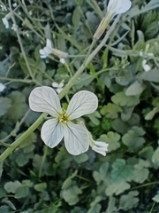 Brassiceae