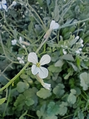 Brassiceae