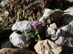 Senecio varicosus