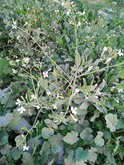 Brassiceae