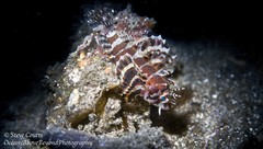 Dendrochirus brachypterus