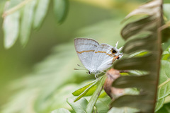 Hypolycaena