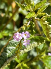 Priva lappulacea