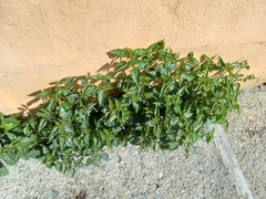 Priva lappulacea