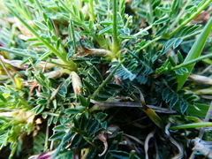 Astragalus balearicus