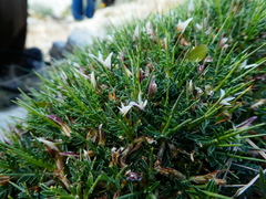 Astragalus balearicus