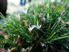 Astragalus balearicus