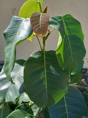 Ficus
