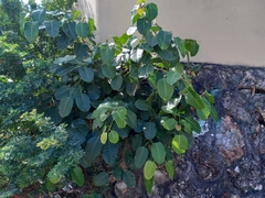 Ficus