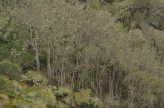 Lyonothamnus floribundus