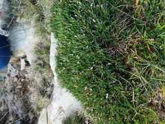 Astragalus balearicus
