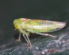 Viridicerus ustulatus