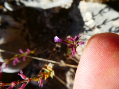 Micromeria microphylla