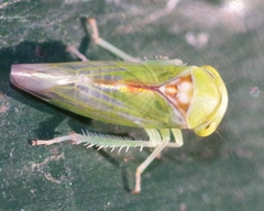 Viridicerus ustulatus