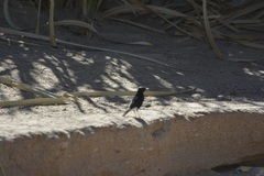 Oenanthe leucopyga