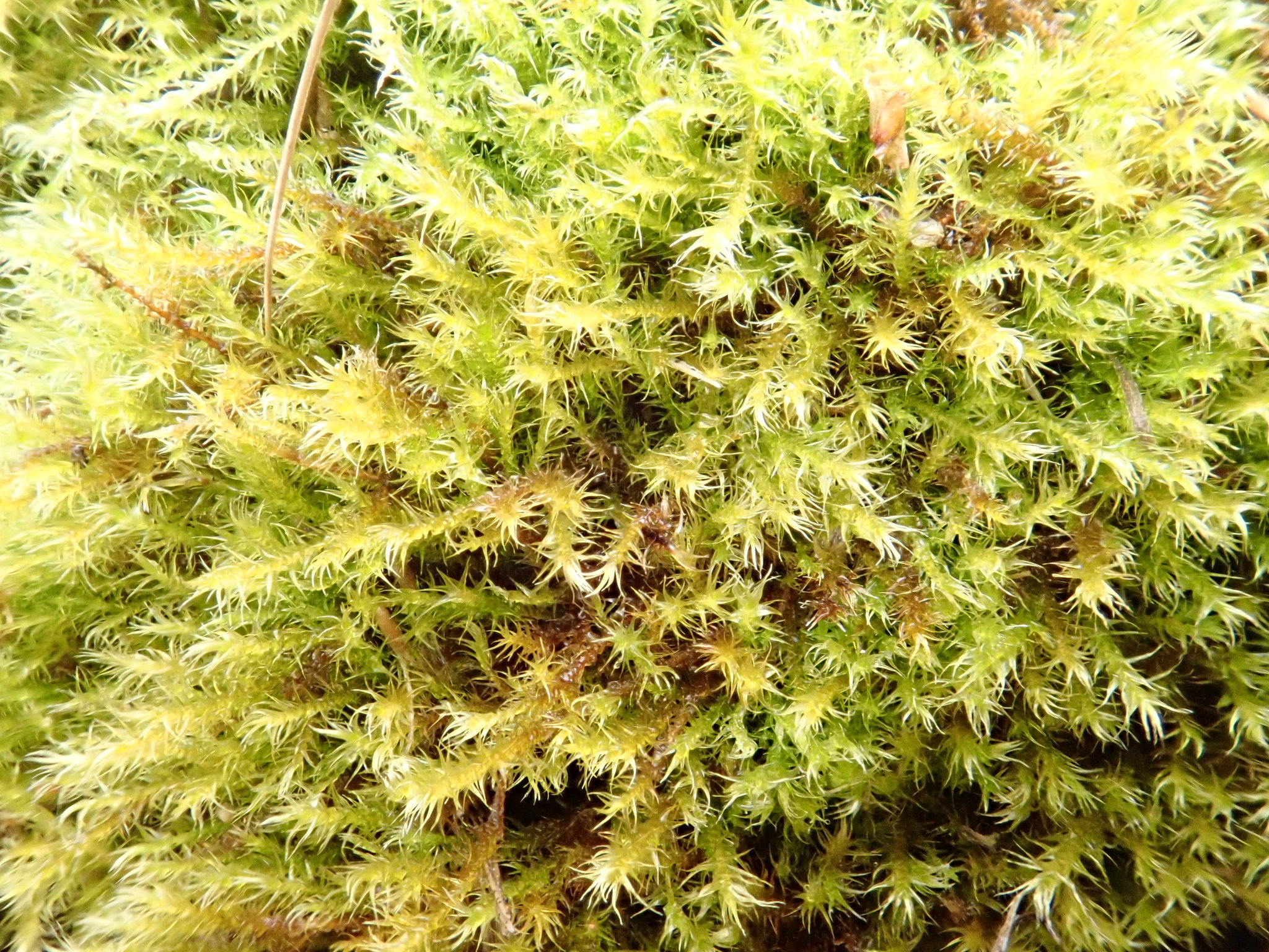 Drepanocladus polygamus