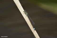 Ischnura graellsii