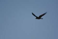 Corvus ruficollis