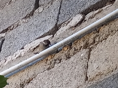 Passer domesticus