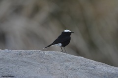 Oenanthe leucopyga