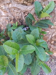 Ficus