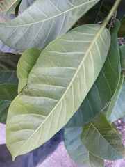 Ficus