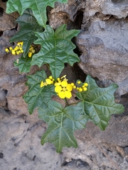 Stigmaphyllon angulosum