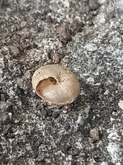 Gastropoda