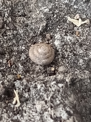 Gastropoda