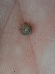 Gastropoda