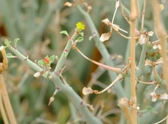 Euphorbia gariepina