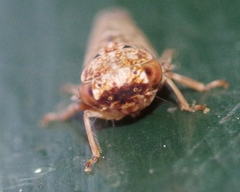 Acericerus vittifrons