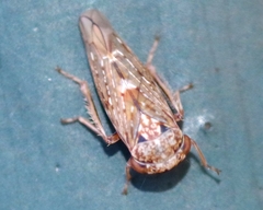 Acericerus vittifrons