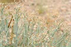 Euphorbia gariepina