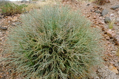 Euphorbia gariepina