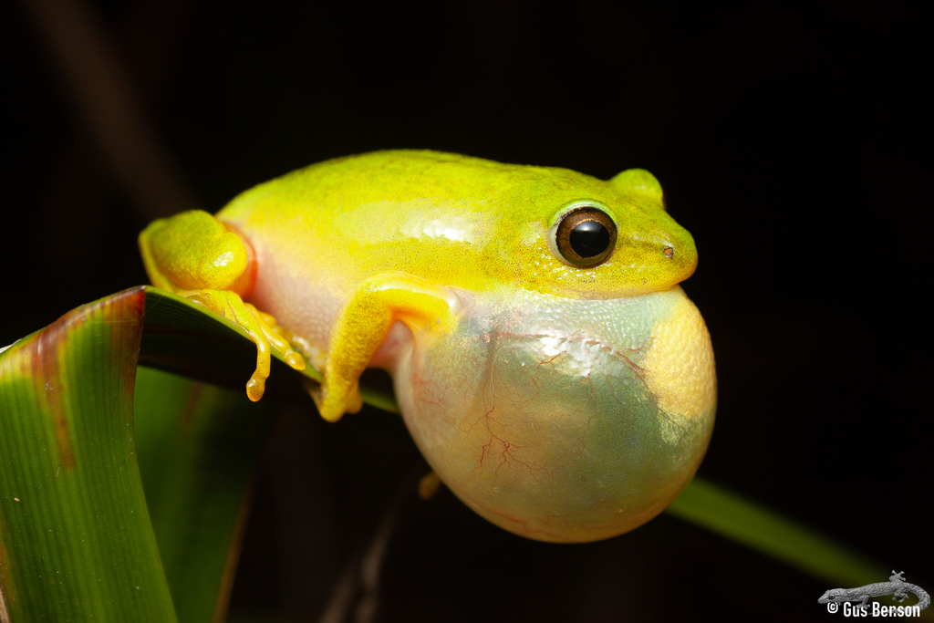 Tinker Reed Frog (Enseleni Nature Reserve - Animals) · iNaturalist