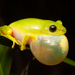 Tinker Reed Frog - Photo (c) Gus Benson, some rights reserved (CC BY-NC), uploaded by Gus Benson