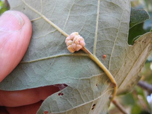 Convoluted Gall Wasp photo 3